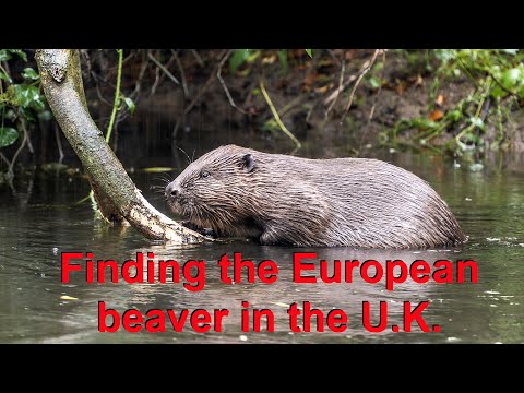 European beaver numbers are growing in the U.K. I try to find and film them in Kent with the OM1 mk2