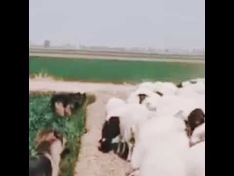 The story of a flock of sheep and a dog