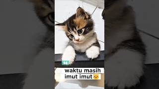 Download lagu si cantik #cat #fypシ #kucinglucu mp3