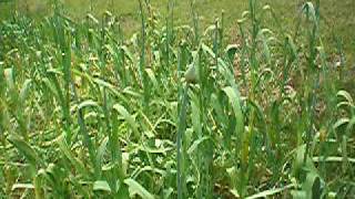 preview picture of video 'Preparing for elephant garlic harvest @ Waiotemarama Falls Lodge, NZ'