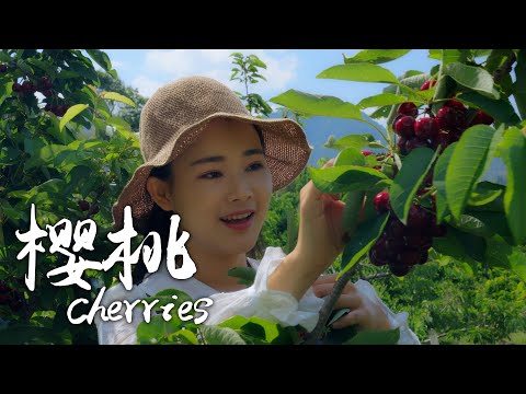 「One Fruit for a Table」 Cherries - Rubies Hanging on Trees