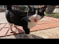 Tuxedo Cat Meows With His Cute Voice Like Saying Hello To Me