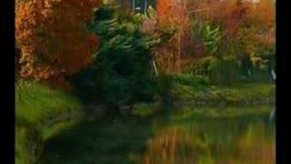 Lucio Battisti - Dove arriva quel cespuglio - Memory