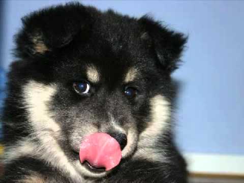 4 Zampe Mi Piace - Puntata n.35, pt.1