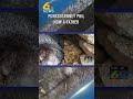 Twins! Punxsutawney Phil and Phyllis welcome two baby groundhogs