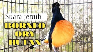 Download lagu PANCINGAN BORNEO GACOR SANGAT AMPUH UNTUK MERANGSANG BUNYI MURAI BATU LAIN mp3 Download lagu PANCINGAN BORNEO GACOR SANGAT AMPUH UNTUK MERANGSANG BUNYI MURAI BATU LAIN mp3