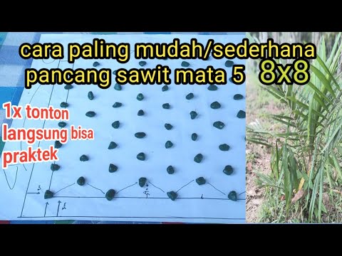 Easy way to plant 5-point palm trees with size 8x8