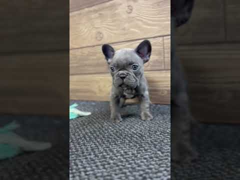 Video 1