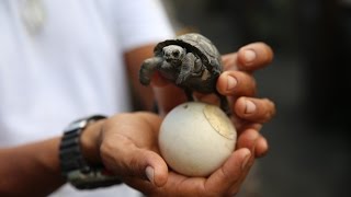 Mating Giant Tortoises &amp; 25 Day Old Baby! Galapagos Islands Cruise Day 4 - YouTube