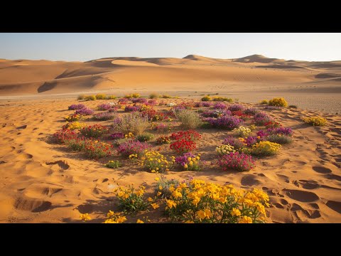 🌸I Found a Secret Desert Garden Full of Impossible Flowers — This Will Blow Your Mind!🌸