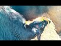 Bull Calf Feeding Cows Video