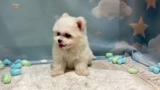 ハーフ犬の動画01