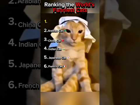Ranking the World’s Funniest Cat #catvideos #catshorts #catmeme