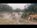 Male Lions Pushing Out A Young Male Lion From The Pride