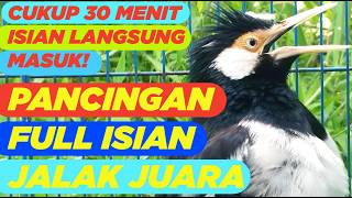 Download lagu Masteran Jalak Suren Mudah Ditiru Gacor Full Isian Tembakan Mewah Cililin Unik mp3