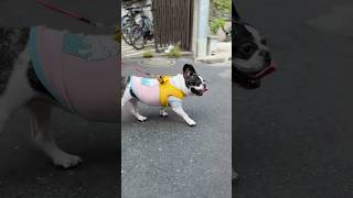 フレブルと新しいお散歩コースに行ったら、人間の方が大変だった😂笑