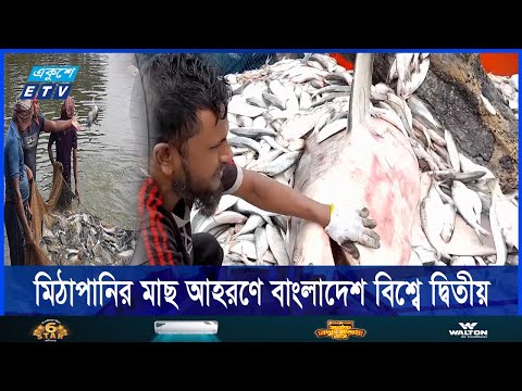 মাছ উৎপাদনে বাংলাদেশ ১০ম, মিঠা পানির মাছ উৎপাদনে দ্বিতীয় কিন্তু রপ্তানিতে ২১তম | ETV News