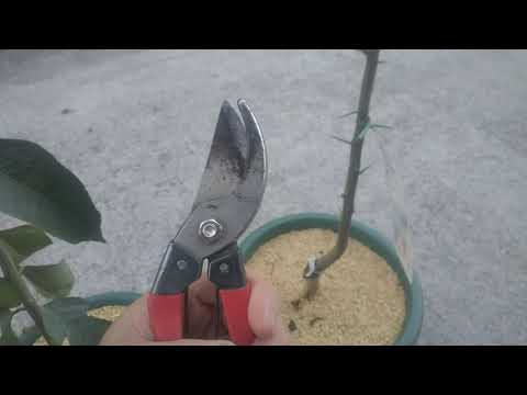 ウチワサボテンの木のとげのある枝、Poncirus trifoliata