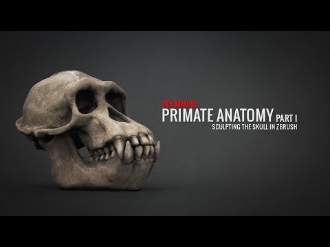 ZBrush Primate Anatomy Part 1 Sculpting the Skull (Full Tutorial at BadKing.com.au)