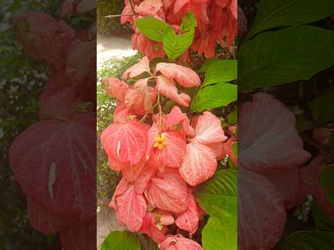 Flowers Mussaenda (Pink Bract Variety) Dona Luz 🌼 Mounts Botanical Garden, Florida, USA 🗽 #flower