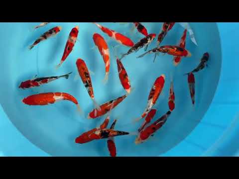 JKS 222 Matsue tosai mix about 15 cm