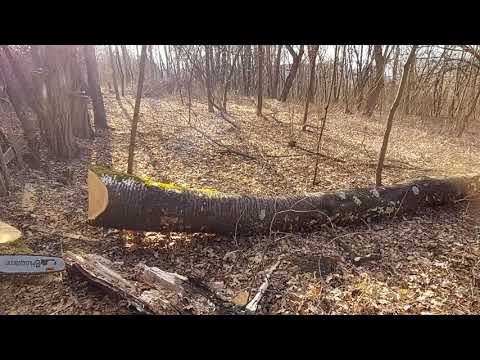 Husqvarna 572xp 5.77 cp/hp cutting big cherry