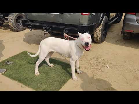 Dog Show Faridkot - Today Faridkot Dog Show - Dog - Dog Breeds - Best Dog - Dogs