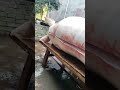Amazing Cutting The Whole Pork Meat Cactusfoodies Shorts Pork Porkrecipes Porkmeat Porkdishes