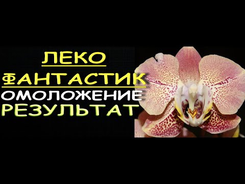 ОРХИДЕЯ Phal.'Leco Fantastic':ОМОЛОЖЕНИЕ,результат.Фаленопсис "Леко Фантастик" ("Dragon Heart").