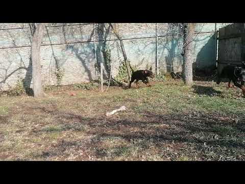 Dobermann Welpe kaufen