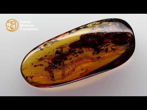 Mystery Lizard : Oculudentavis naga