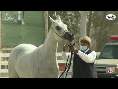 N 25 RAYYANA AL SHAKHOURA   1st Bahrain Straight Egyptian Show 2021   Mares 7+ Years Old Class 5