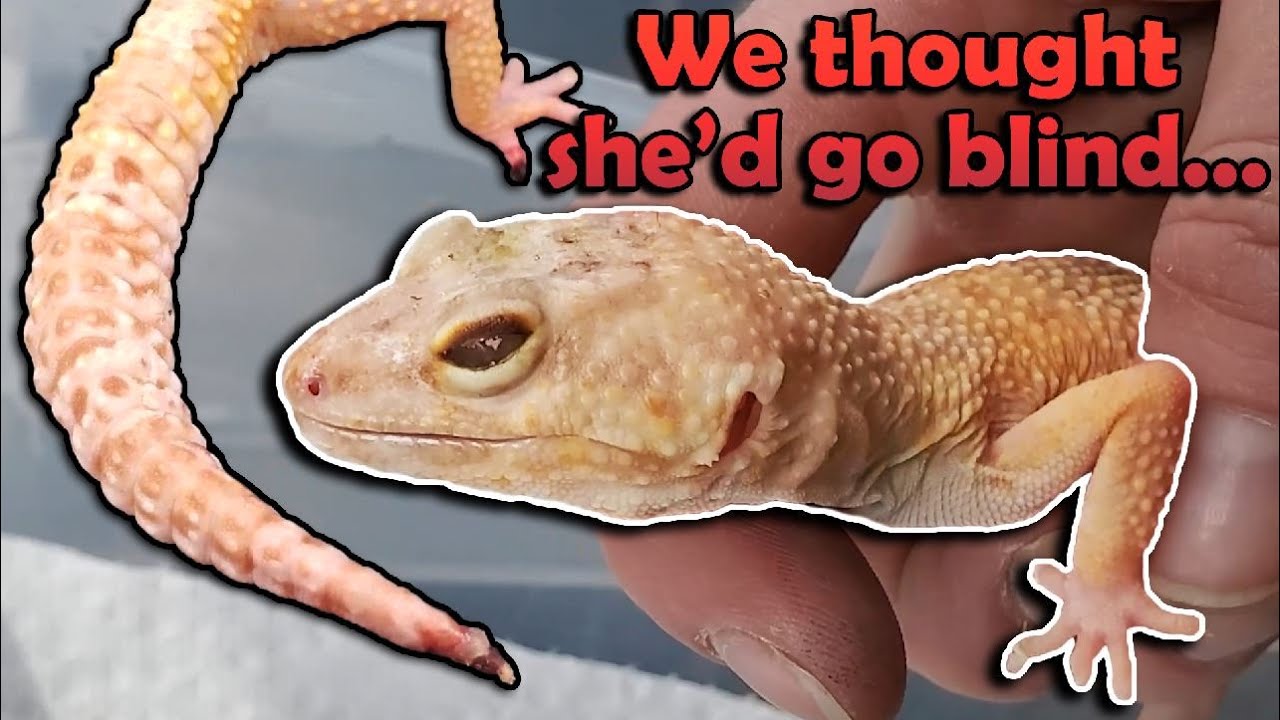 Rescuing a Very Sick Leopard Gecko :(