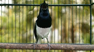 Download lagu Pancingan kacer ngeplong pagi, masteran kacer durasi panjang Berjam jam! mp3 Download lagu Pancingan kacer ngeplong pagi, masteran kacer durasi panjang Berjam jam! mp3