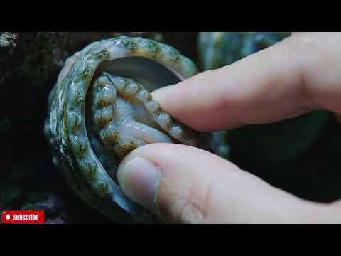 🔴 The FRESHEST Abalone ASMR You'll Ever See | Close-Up Visuals & Natural Ocean Sounds