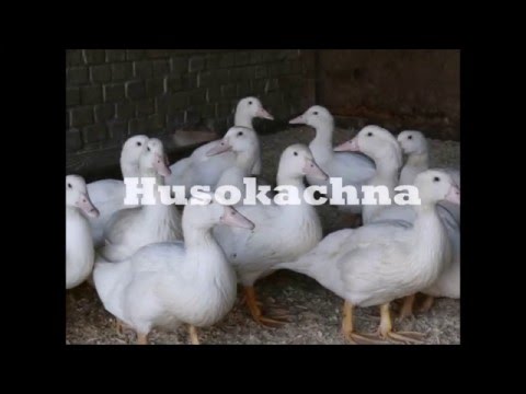 , title : 'Husokachna'