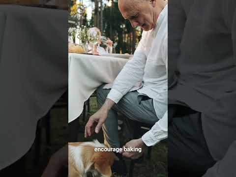 Does Your Dog Pick The Left Over Table Scraps? | Dogs World