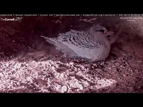White-tailed Tropicbird  - Faeton żółtodzioby - 11 06 2021