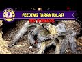 Feeding TARANTULAS with RED RUNNER cockr