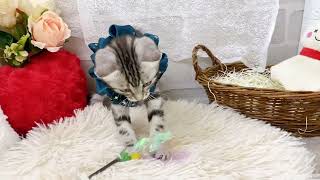 アメリカンショートヘアの動画01