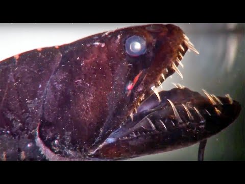 download lagu mp3 mp4 Dragon Fish, download lagu Dragon Fish gratis, unduh video klip Dragon Fish