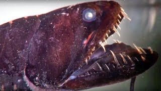 Dragon Fish, Viper Fish or Loosejaw- all you wanted to know (but were too afraid to ask)