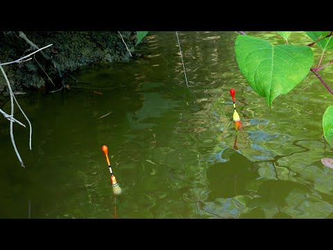 Raft Fishing with Polenta and Corn 🌽 - TEN Torpedo 🤯 Ciortani and Carp 🎣 #fishing