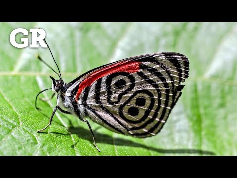 Retrata maravillas de la mariposa