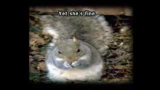 Story of a squirrel
