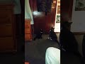 Savage Brawl Cute Tuxedo Cat Fights Ferocious Black Panther ‍