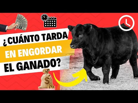 , title : '¿CUÁNTO TIEMPO TARDA EN ENGORDAR EL GANADO DE FORMA RENTABLE?'