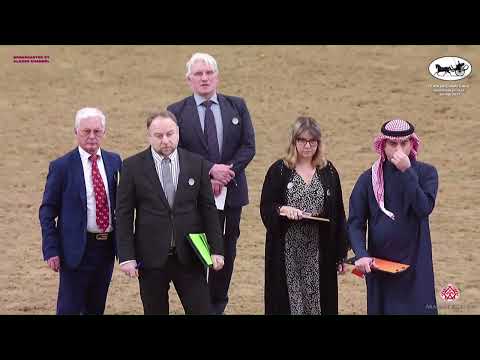 N 371 FALAH AL SHAQAB   Doha International Arabian Horse Show 2023   Stallions 7 10 Years Old Class