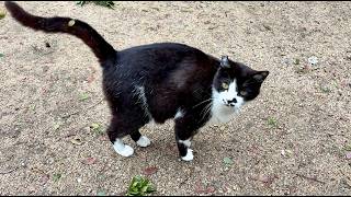 撫でたらお礼返しをしてくれる人懐っこくてかわいい猫ちゃん