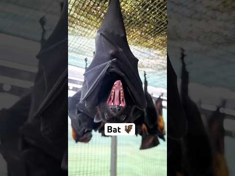 Hanging Upside Down :The bat’s secret to Survival 🤫 #animals #bat #fyp #amazing